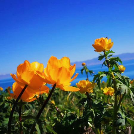 域上北疆：喀納斯、禾木、賽里木湖、那拉提、巴音布魯克、獨(dú)庫(kù)公路拼車(chē)8日游